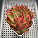 Echeveria Agavoides sp. 3" Succulent Plant