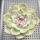 Echeveria 'Blue Mountain' 3"-4" Succulent Plant