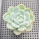 Echeveria 'Icy Green' 2" Succulent Plant