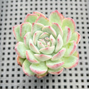 Echeveria 'Prada' 2" Succulent Plant