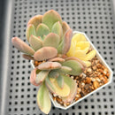 Graptoveria 'Torres' Variegated Cluster 2"-3" Succulent Plant
