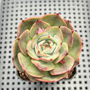 Echeveria 'Melodious' 2" Succulent Plant