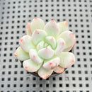 Echeveria 'Ivory' 2" Succulent Plant