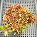 Echeveria 'Big Bang' 2"-3" (New Hybrid by Air Magic & Chang-Jo Farm) Succulent Plant