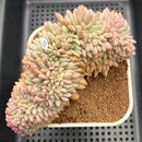 Echeveria 'Ariel' Crested Variegated 4"-5" Succulent Plant Cutting