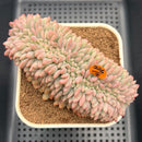 Echeveria 'Ariel' Crested Variegated 4"-5" Succulent Plant Cutting