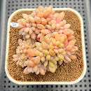 Cremeneria 'Expatriata' (Cremnophila linguifolia x Echeveria amoena ‘Microcalyx’) Crested Cluster 2"-3" Succulent Plant Cutting