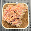 Cremeneria 'Expatriata' (Cremnophila linguifolia x Echeveria amoena ‘Microcalyx’) Crested Cluster 2"-3" Succulent Plant Cutting