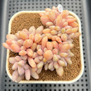 Cremeneria 'Expatriata' (Cremnophila linguifolia x Echeveria amoena ‘Microcalyx’) Crested Cluster 2"-3" Succulent Plant Cutting