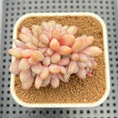 Cremeneria 'Expatriata' (Cremnophila linguifolia x Echeveria amoena ‘Microcalyx’) Crested Cluster 2" Succulent Plant Cutting