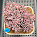 Graptoveria 'Debbie' Crested 3" Succulent Plant Cutting