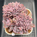 Graptoveria 'Debbie' Crested 3" Succulent Plant Cutting