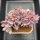 Graptoveria 'Debbie' Crested 3" Succulent Plant Cutting