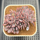 Graptoveria 'Debbie' Crested 3" Succulent Plant Cutting