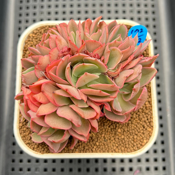Crested Succulents  True Succulents Plant Co.