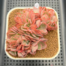Echeveria 'Pinky' Crested 3" Succulent Plant Cutting