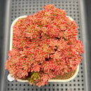 Aeonium Sedifolium Variegated 3"-4" Cluster Succulent Plant Cutting