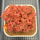 Aeonium Sedifolium Variegated 3"-4" Cluster Succulent Plant Cutting