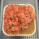 Aeonium Sedifolium Variegated 3"-4" Cluster Succulent Plant Cutting