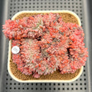 Echeveria 'Avant-garde' Crested 3" Succulent Plant Cutting