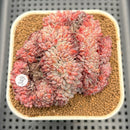 Echeveria 'Avant-garde' Crested 3" Succulent Plant Cutting