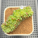 Echeveria 'Red Top' Crested 2"-3" Succulent Plant Cutting