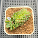 Echeveria 'Red Top' Crested 2"-3" Succulent Plant Cutting