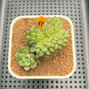 Echeveria 'Red Top' Crested 2"-3" Succulent Plant Cutting