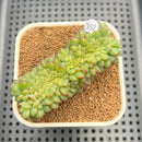Echeveria 'Red Top' Crested 2"-3" Succulent Plant Cutting