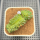 Echeveria 'Red Top' Crested 2"-3" Succulent Plant Cutting