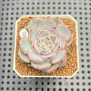 Echeveria 'Blueberry Moon' 2" Succulent Plant Cutting