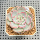 Echeveria 'Blueberry Moon' 2" Succulent Plant Cutting