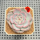 Echeveria 'Blueberry Moon' 2" Succulent Plant Cutting