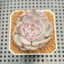Echeveria 'Blueberry Moon' 2" Succulent Plant Cutting