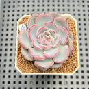 Echeveria 'Blueberry Moon' 2" Succulent Plant Cutting