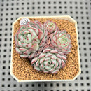 Echeveria 'Sierra' 1"-2" Cluster Succulent Plant