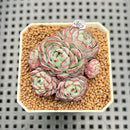 Echeveria 'Sierra' 1"-2" Cluster Succulent Plant