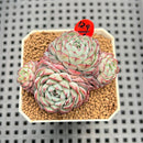 Echeveria 'Sierra' 1"-2" Cluster Succulent Plant