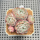 Echeveria 'Sierra' 1"-2" Cluster Succulent Plant