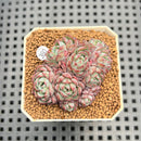 Echeveria 'Sierra' 1"-2" Cluster Succulent Plant