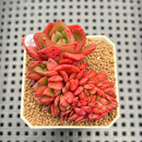 Echeveria 'Salu' Crested 2" Succulent Plant Cutting