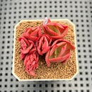 Echeveria 'Red Krauss' Crested 2" Succulent Plant Cutting