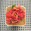 Echeveria 'Red Krauss' Crested 2" Succulent Plant Cutting
