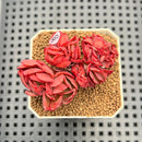 Echeveria 'Red Krauss' Crested 2" Succulent Plant Cutting