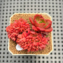 Echeveria 'Salu' Crested 2" Succulent Plant Cutting