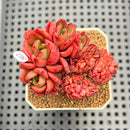 Echeveria 'Salu' Crested 2" Succulent Plant Cutting