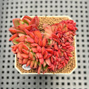 Echeveria 'Salu' Crested 2" Succulent Plant Cutting