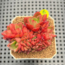 Echeveria 'Salu' Crested 2" Succulent Plant Cutting