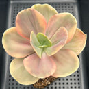Echeveria 'Silk Road' Variegated 4"-5" Succulent Plant
