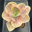 Echeveria 'Silk Road' Variegated 4"-5" Succulent Plant
